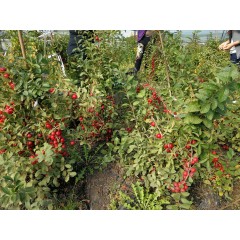 鈣果 農(nóng)大6號樹苗果樹苗木【郵政發(fā)貨、10棵起發(fā)貨】