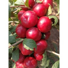 鈣果 農(nóng)大6號樹苗果樹苗木【郵政發(fā)貨、10棵起發(fā)貨】