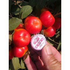 鈣果 農(nóng)大6號樹苗果樹苗木【郵政發(fā)貨、10棵起發(fā)貨】