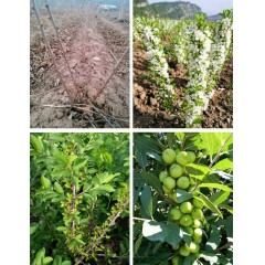 鈣果 農(nóng)大7號樹苗果樹苗木【郵政發(fā)貨、10棵起發(fā)貨】