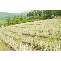 鈣果 農(nóng)大7號樹苗果樹苗木【郵政發(fā)貨、10棵起發(fā)貨】