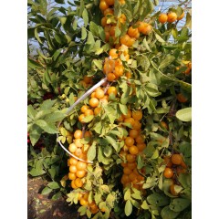 鈣果 農(nóng)大7號樹苗果樹苗木【郵政發(fā)貨、10棵起發(fā)貨】