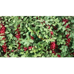 農(nóng)大鈣果4號果樹苗木【郵政發(fā)貨、10棵起發(fā)貨】