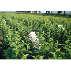 農(nóng)大鈣果4號果樹苗木【郵政發(fā)貨、10棵起發(fā)貨】