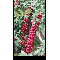 農(nóng)大鈣果4號果樹苗木【郵政發(fā)貨、10棵起發(fā)貨】