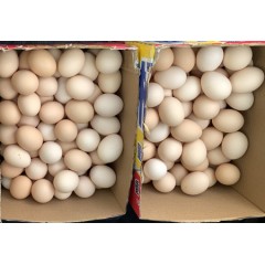 雞蛋農家個人散養(yǎng)笨雞蛋