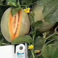 一只長在吐魯番的哈密瓜，西州蜜25號又叫“酥蜜25號”濃郁香甜，甜度驚人?。。? width=