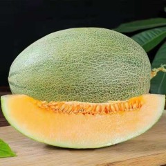 一只長在吐魯番的哈密瓜，西州蜜25號又叫“酥蜜25號”濃郁香甜，甜度驚人?。?！