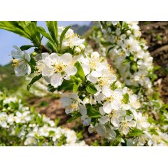 農(nóng)大鈣果苗木農(nóng)大4號、農(nóng)大6號、’‘農(nóng)大7號’樹苗【郵政發(fā)貨、10棵起發(fā)貨】