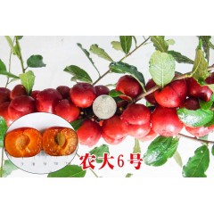 農(nóng)大鈣果苗木農(nóng)大4號、農(nóng)大6號、’‘農(nóng)大7號’樹苗【郵政發(fā)貨、10棵起發(fā)貨】