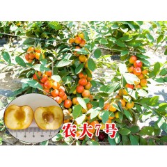 農(nóng)大鈣果苗木農(nóng)大4號、農(nóng)大6號、’‘農(nóng)大7號’樹苗【郵政發(fā)貨、10棵起發(fā)貨】