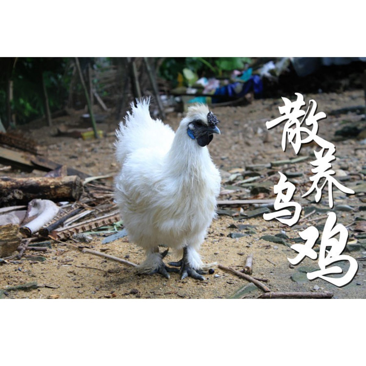 正宗農(nóng)家散養(yǎng)烏雞土雞走地雞笨公雞整只現(xiàn)殺保證新鮮雞肉