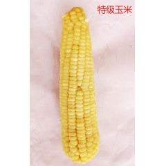鮮糯玉米熟玉米萬糯玉米速凍玉米鮮玉米   /40穗/箱