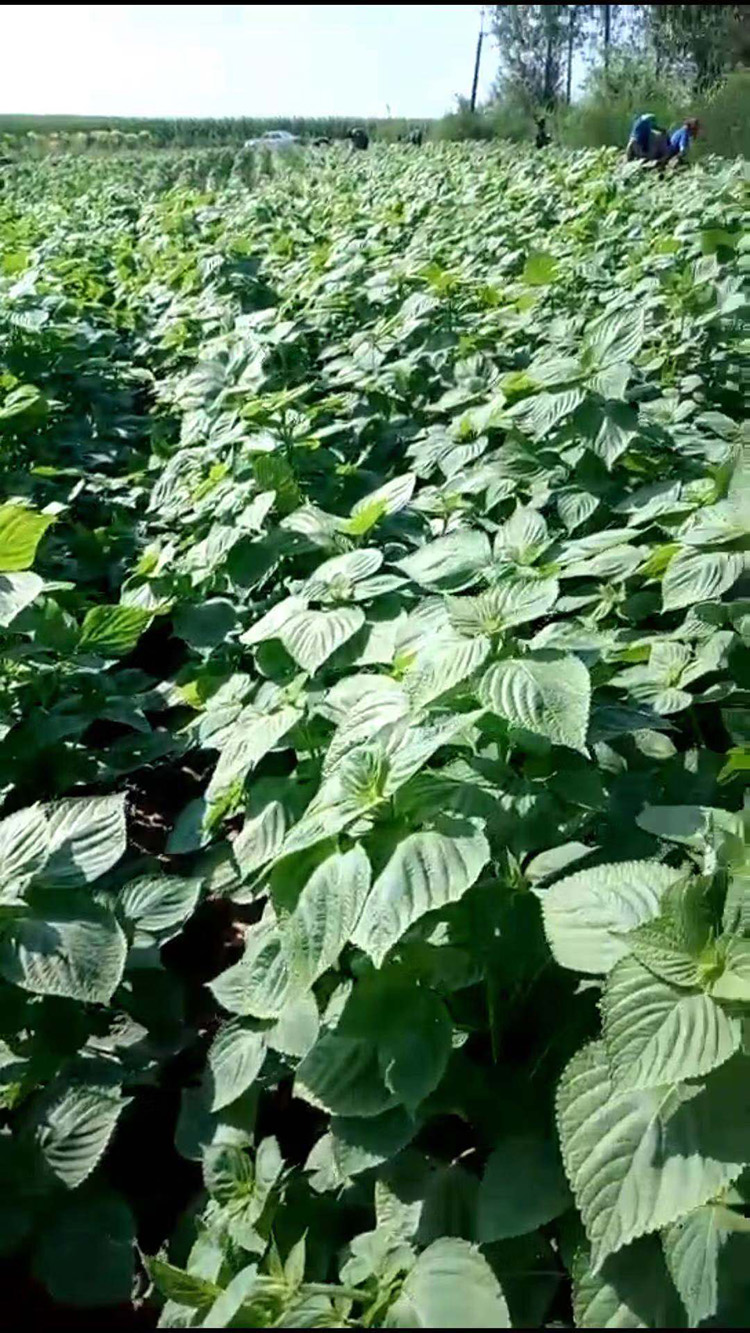 蘇子訂單農(nóng)業(yè) 訂單種植 蘇子葉、蘇子籽 回收收購