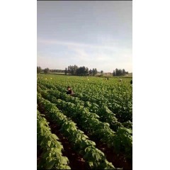 蘇子訂單農(nóng)業(yè) 訂單種植 蘇子葉、蘇子籽 回收收購