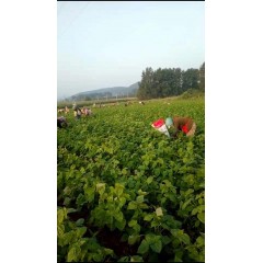 蘇子訂單農(nóng)業(yè) 訂單種植 蘇子葉、蘇子籽 回收收購