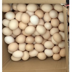 雞蛋農家個人散養(yǎng)笨雞蛋