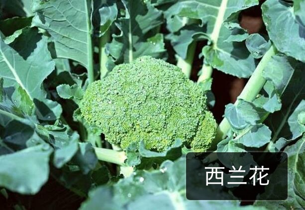 西藍(lán)花2 (2).jpg